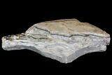 Dendrites On Limestone - Utah #150498-3